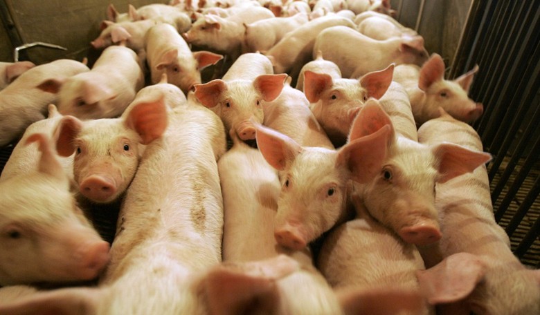 Media Coverage of ‘Piglets Aborted’ During Coronavirus Reveals Double Standard 