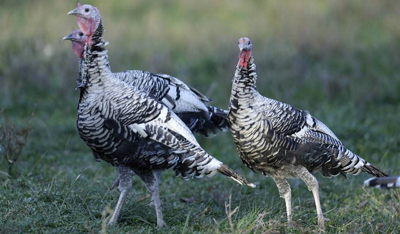 Cemetery Commentary: Three Turkeys Perform a Perfect Reenactment of Today’s Democrat Party