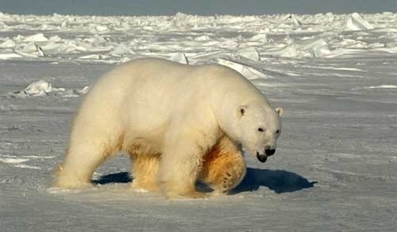 Awkward: CIA Shuts Down Climate Research Program After Obama Frames Climate Change as National Security Threat