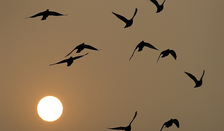 Extra Crispy? California Solar Farm Killed 3,500 Birds