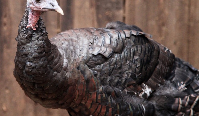 Thanksgiving: A Holy Day