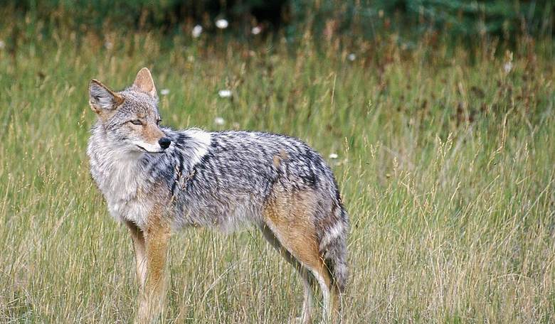 Casper the Coyote Slayer