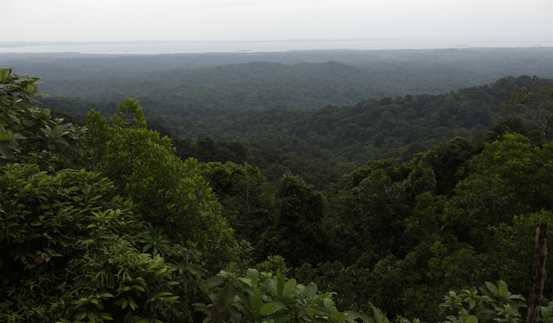 Tens of Thousands of Acres of Amazon Forest Cut Down, and You'll Never Guess Why