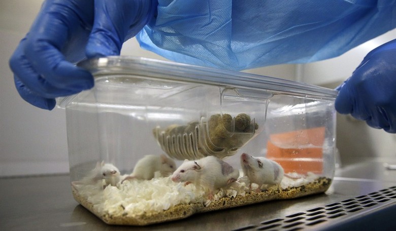 CNN Embarrasses Itself Yet Again: Trump Was Right About Transgender Mice Studies