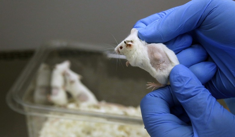 Will GOP Congress Fund 'Humanized Mice' Made From Aborted-Baby Organs?