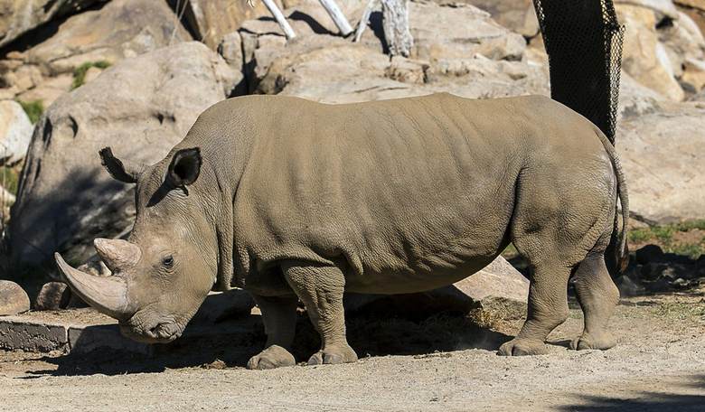 How Do You Give a Rhinoceros Eyedrops?