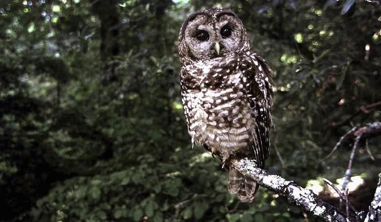 Government Priorities: DEI for Owls  
