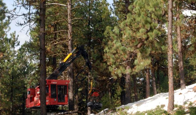 Essex Files: Timber!!! Trump Lets Lumber Companies Use National Forest for Lumbering  