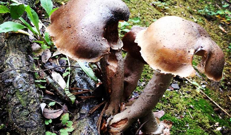 Shrooming + Hiking = A Very Bad Idea, Idiots (Sorry, But You Are)