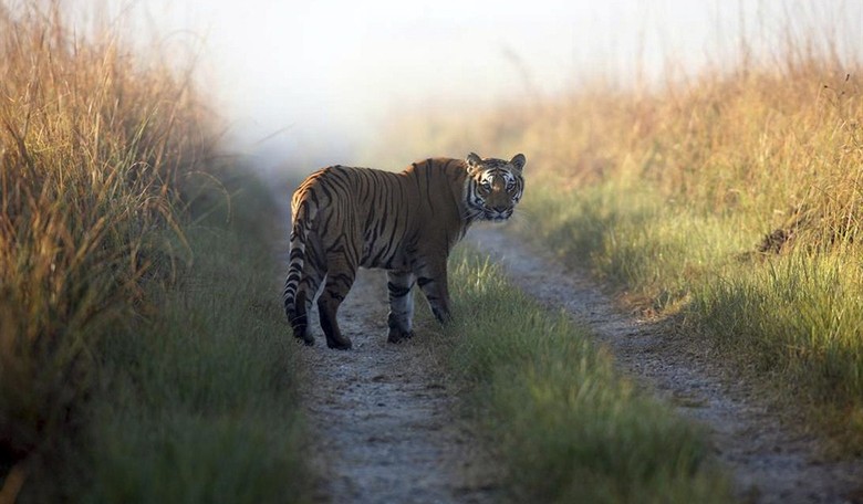 Chicagoland: Where Tigers Are More Common than Guns