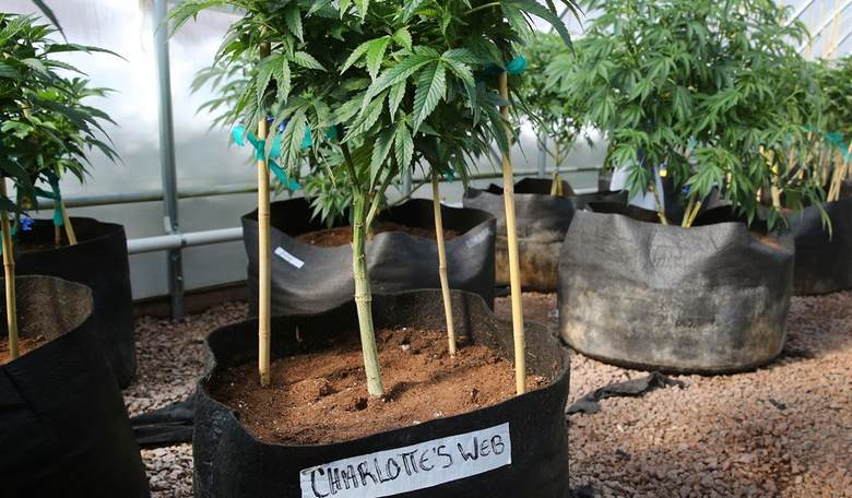 D.C. Council Decriminalizes Marijuana 