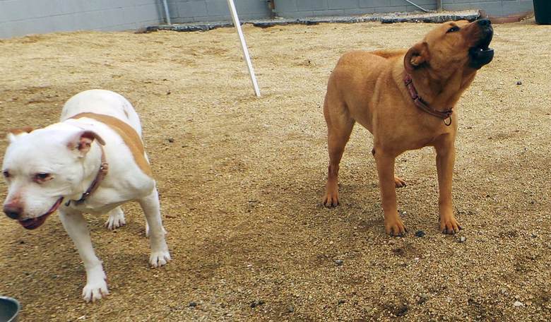 Watson and Richard Noggin: Two Dogs, Two Americas