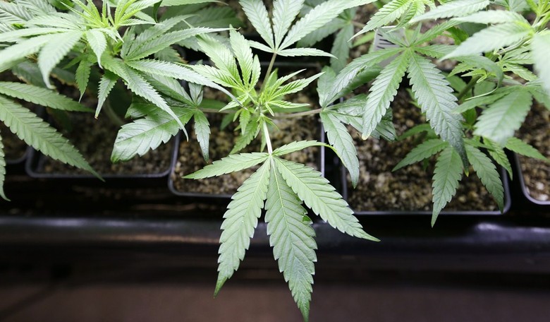 High Times in Colorado and Washington: Dope, Dependency and the Future