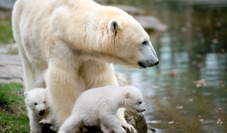 Polar Bears Face Threats to Survival Thanks to Too Much Ice