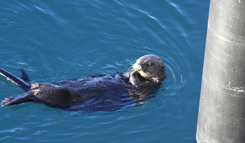 You Really Otter Watch This: Snowstorm Frolics in Baltimore