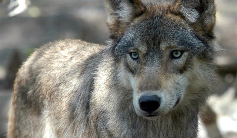 20 Years of Wolves in Government Clothing