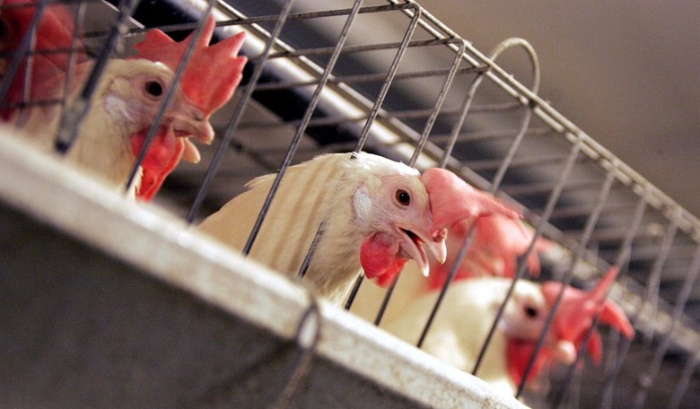 Cruelty To Animals, Exposed