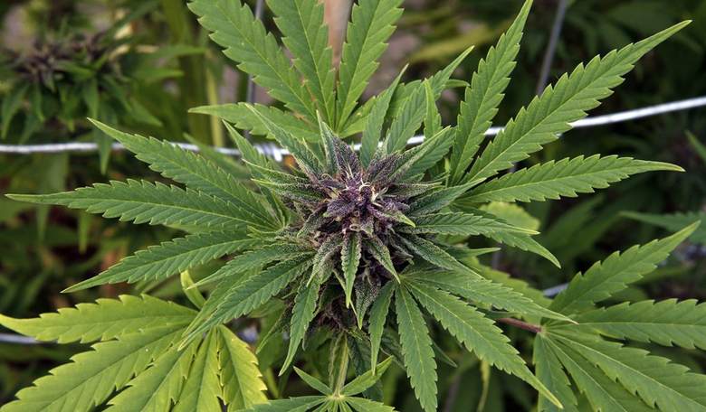 Federal Obstinacy on Marijuana