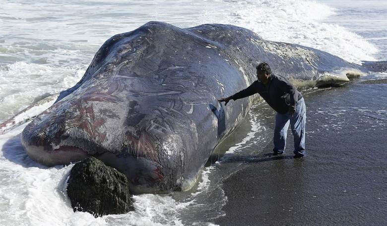 That Time RFK Jr. Chainsawed the Head Off a Rotting Whale Carcass