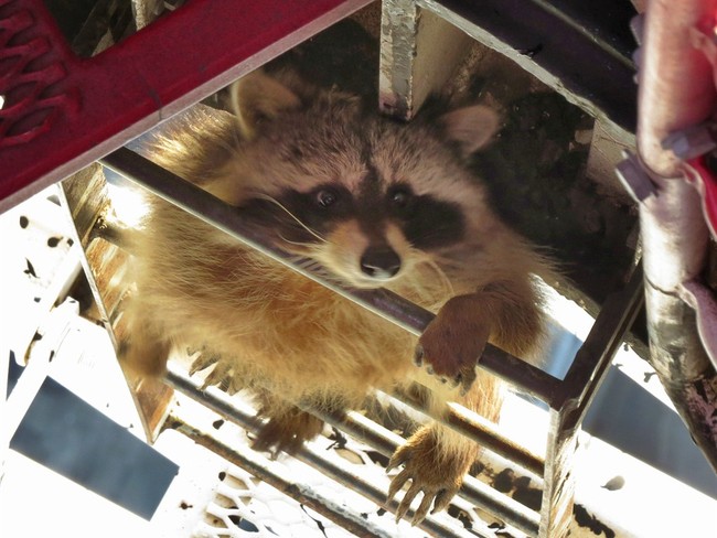 A Drunk American Raccoon Has More Charm Than a Dumb British Prince