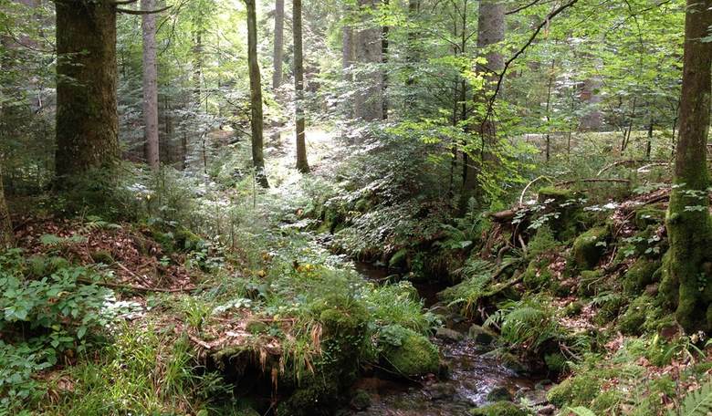 FLASHBACK: "Hippies Crying Over Dead Trees" Video