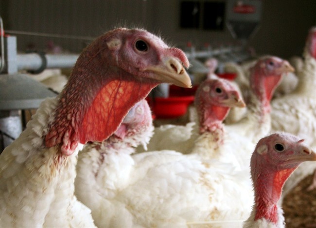 Roost Not Roast: Why Some Lucky Turkeys are Giving Thanks This Thanksgiving Day