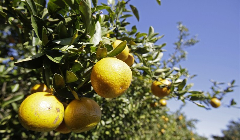 Endangering Our Citrus Industry