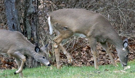 Legal Hunting Reduces Deer Collisions and Should Be Encouraged