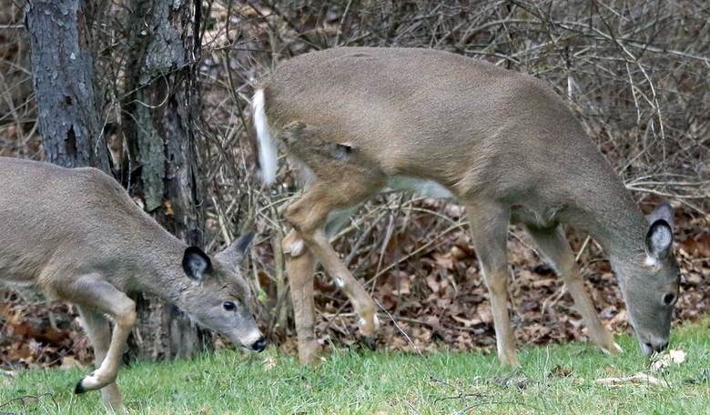 Legal Hunting Reduces Deer Collisions and Should Be Encouraged