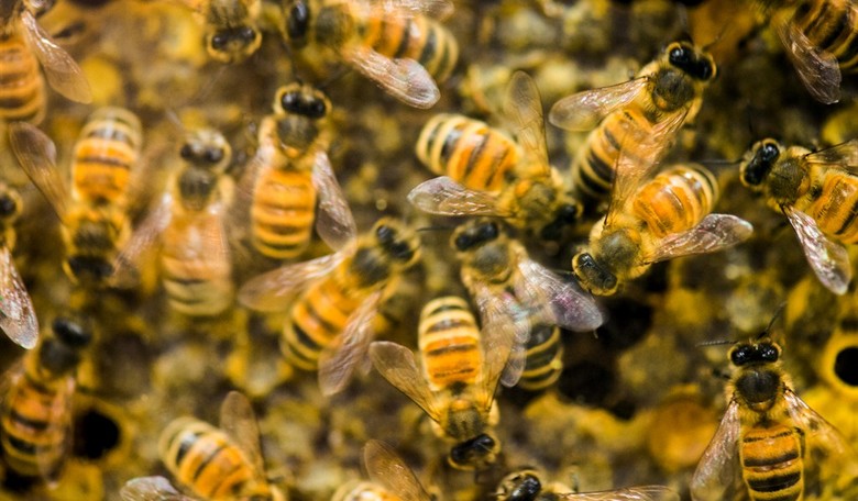 Unlikely Hero: Bee Guy Has Diamondbacks Baseball Fans Absolutely Buzzing