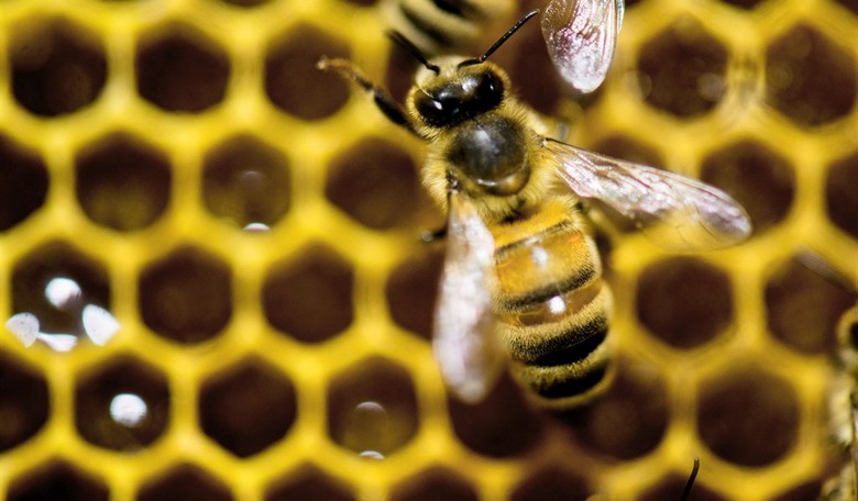 Bee Facts Change – Green Agendas Don’t 
