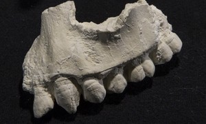 For 305 Years, the Royal Anne’s Dead Were Missing Until Arthur Found a Tooth