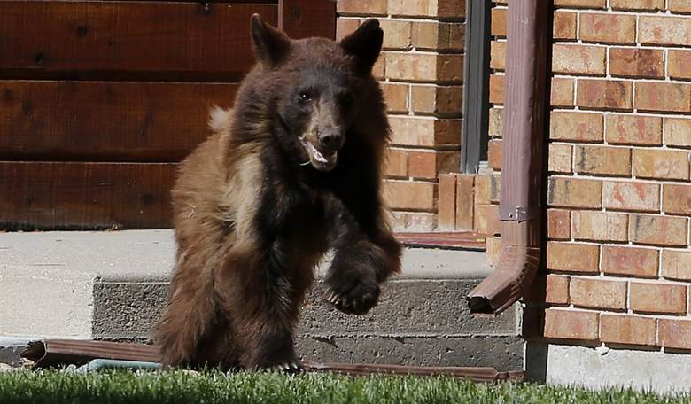 Dear Neighbor: Please Stop Feeding the Bears