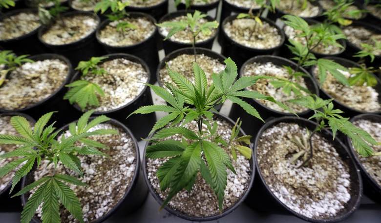 Why Can't We Discuss Marijuana Honestly? 