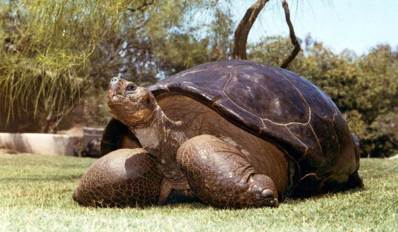 Shell-Shocked? Oregon Health Authority Board Advisory Member Identifies As a... Turtle
