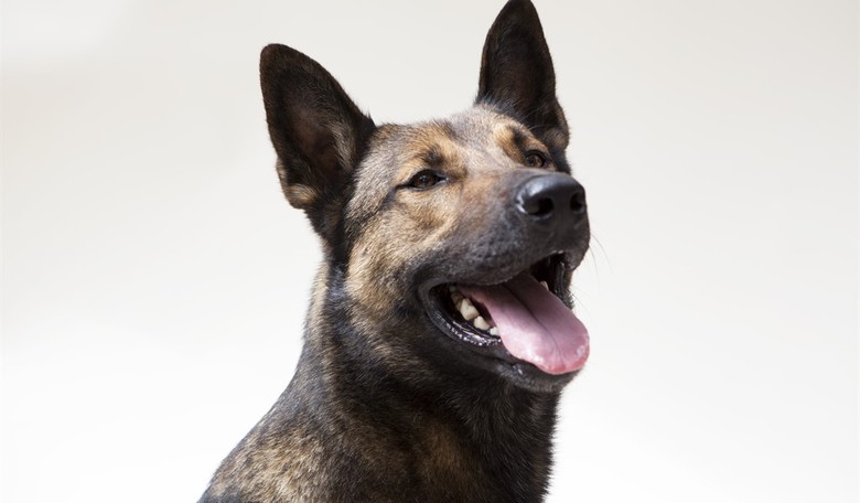 Max Review: Family Film Honors Military Dogs