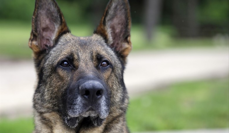 A Quick, Compelling Bible Study Vol. 82: What the Bible Says About Dogs