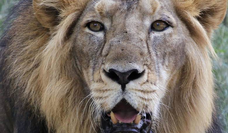 Through a Wardrobe Dimly: Netflix’s Narnia Reboot