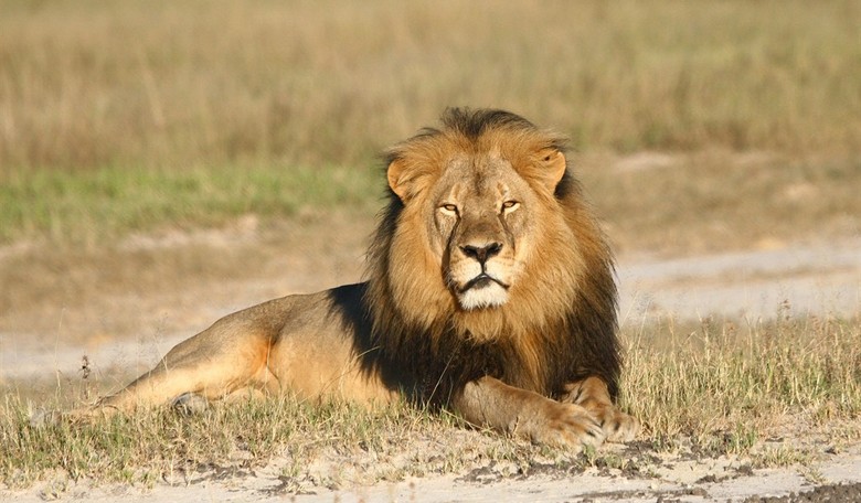 NYT Publishes Op-Ed by Zimbabwean Defending Cecil the Lion's Hunter