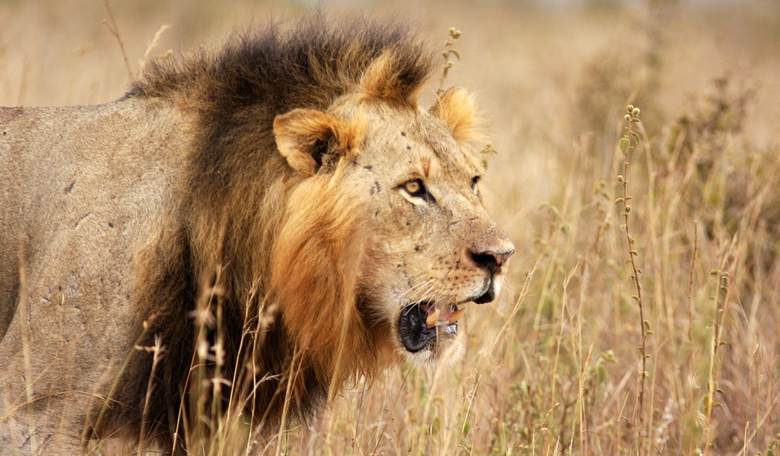 It's a Lion