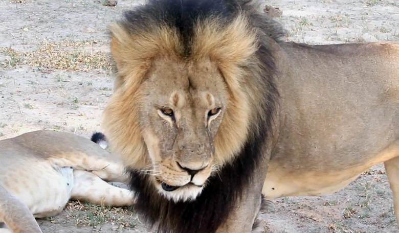 No Friend to Lions