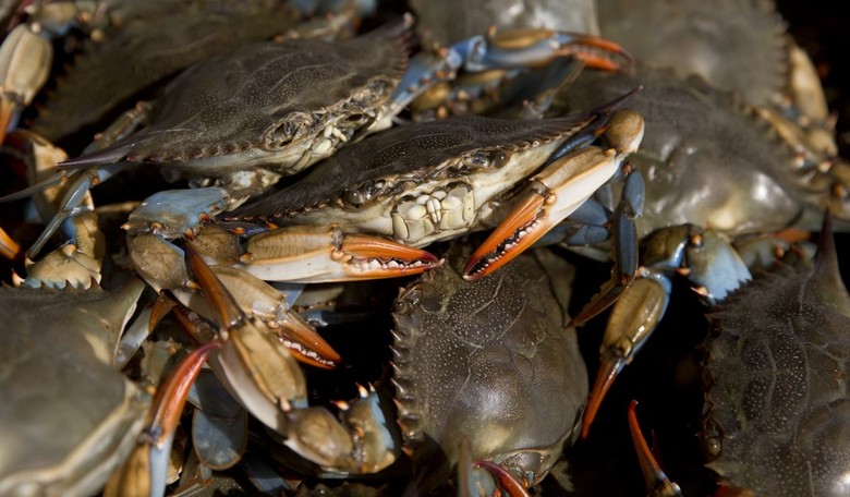 PETA Puts Up Billboard Telling Marylanders to Stop Eating Crabs