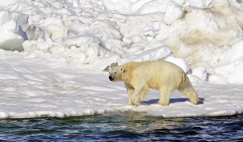 The Greatest Environmental Threat To The Planet? Liberals