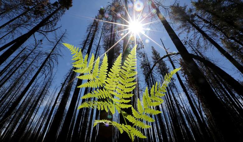 To Their Detriment, Republicans Play Climate ‘Me Too’