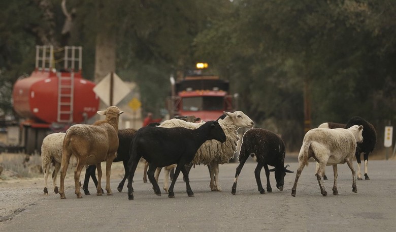 Stupid Buffalo and Easily Slaughtered Sheep—Part One