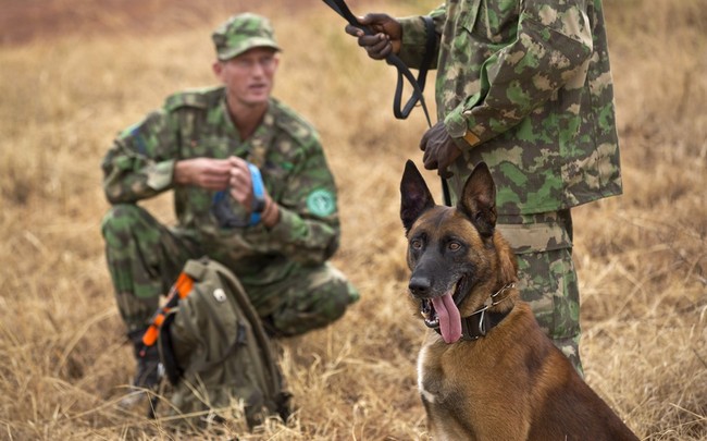 Nicholas Kristof’s IDF ‘Rape-Dogs’ Accusation Adds to the Bizarre List of Israel Weaponizing Wildlife