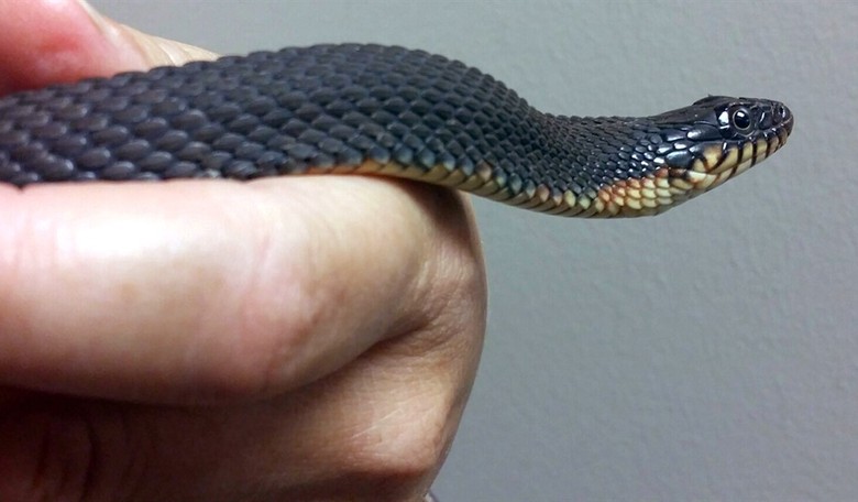 In Defense of Rattlesnakes