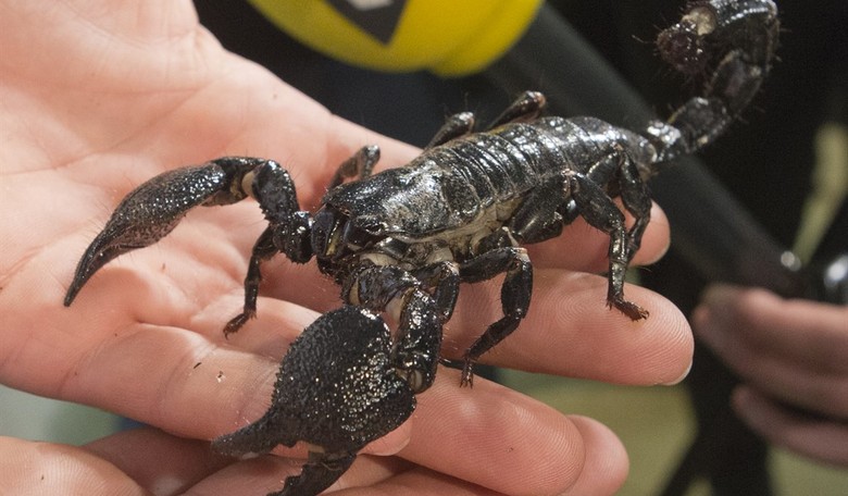If the Democrats Lose It’s Because They Have Become the Scorpion Party 