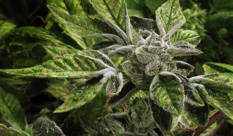 A Conservative Mom Breaks the Pot Taboo