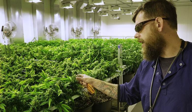 Marijuana, Killing California!